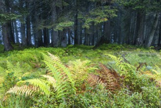 Worm fern (Dryopteris filix-mas) in front of coniferous forest, Leptosporangiate ferns