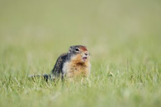 Columbia ground squirrel (Urocitellus columbianus, Spermophilus columbianus), Jasper National Park,