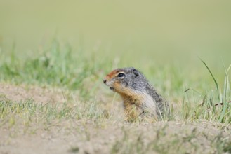 Columbia ground squirrel (Urocitellus columbianus, Spermophilus columbianus) at the burrow, Jasper