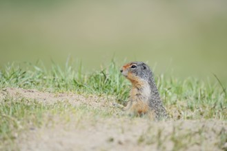 Columbia ground squirrel (Urocitellus columbianus, Spermophilus columbianus) at the burrow, Jasper