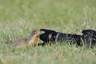 Columbia ground squirrel (Urocitellus columbianus, Spermophilus columbianus) curiously examining a