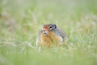 Columbia ground squirrel (Urocitellus columbianus, Spermophilus columbianus), Jasper National Park,