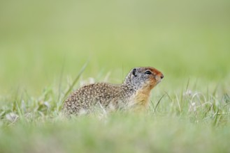 Columbia ground squirrel (Urocitellus columbianus, Spermophilus columbianus), Jasper National Park,