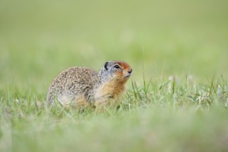 Columbia ground squirrel (Urocitellus columbianus, Spermophilus columbianus), Jasper National Park,