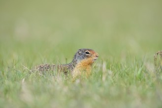 Columbia ground squirrel (Urocitellus columbianus, Spermophilus columbianus), Jasper National Park,