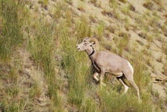 Rocky Mountains bighorn sheep (Ovis canadensis canadensis), ram, Banff National Park, Alberta,