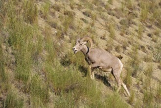 Rocky Mountains bighorn sheep (Ovis canadensis canadensis), ram, Banff National Park, Alberta,