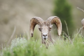 Rocky Mountains bighorn sheep (Ovis canadensis canadensis), ram, portrait, Banff National Park,