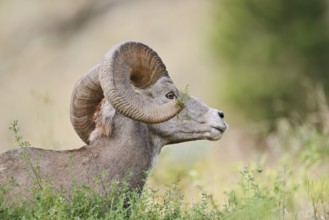 Rocky Mountains bighorn sheep (Ovis canadensis canadensis), ram, portrait, Banff National Park,