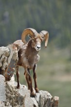 Rocky Mountains bighorn sheep (Ovis canadensis canadensis), ram standing on a rock, Jasper National