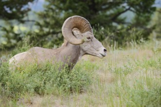 Rocky Mountains bighorn sheep (Ovis canadensis canadensis), ram, Banff National Park, Alberta,