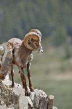 Rocky Mountains bighorn sheep (Ovis canadensis canadensis), ram standing on a rock, Jasper National