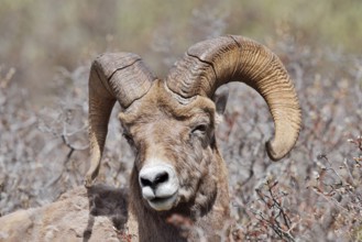 Rocky Mountains bighorn sheep (Ovis canadensis canadensis), ram, portrait, Jasper National Park,