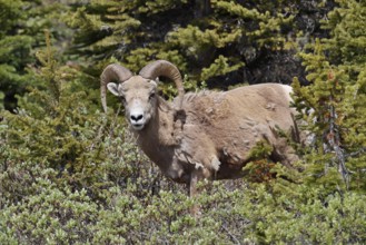 Rocky Mountains bighorn sheep (Ovis canadensis canadensis), ram, Jasper National Park, Alberta,