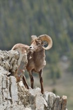Rocky Mountains bighorn sheep (Ovis canadensis canadensis), ram standing on a rock, Jasper National