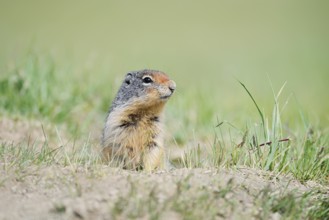 Columbia ground squirrel (Urocitellus columbianus, Spermophilus columbianus) at the burrow, Jasper