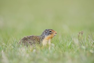 Columbia ground squirrel (Urocitellus columbianus, Spermophilus columbianus), Jasper National Park,