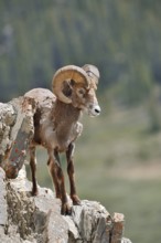 Rocky Mountains bighorn sheep (Ovis canadensis canadensis), ram standing on a rock, Jasper National