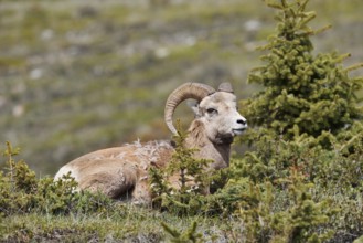 Rocky Mountains bighorn sheep (Ovis canadensis canadensis), ram, Jasper National Park, Alberta,