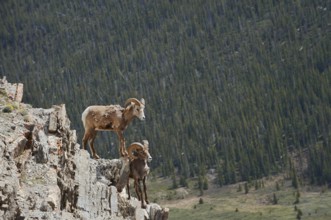 Rocky Mountains bighorn sheep (Ovis canadensis canadensis), rams standing on a rock, Jasper