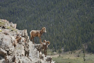 Rocky Mountains bighorn sheep (Ovis canadensis canadensis), rams standing on a rock, Jasper