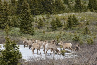 Rocky Mountains bighorn sheep (Ovis canadensis canadensis), rams standing on a snowfield in spring,