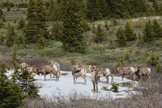 Rocky Mountains bighorn sheep (Ovis canadensis canadensis), rams standing on a snowfield in spring,