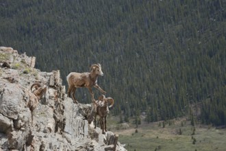 Rocky Mountains bighorn sheep (Ovis canadensis canadensis), rams standing on a rock, Jasper
