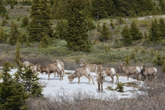 Rocky Mountains bighorn sheep (Ovis canadensis canadensis), rams standing on a snowfield in spring,