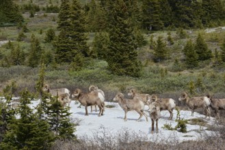 Rocky Mountains bighorn sheep (Ovis canadensis canadensis), rams standing on a snowfield in spring,