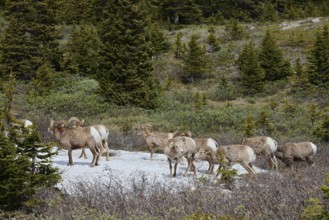 Rocky Mountains bighorn sheep (Ovis canadensis canadensis), rams standing on a snowfield in spring,