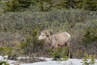Rocky Mountains bighorn sheep (Ovis canadensis canadensis), ram, Jasper National Park, Alberta,