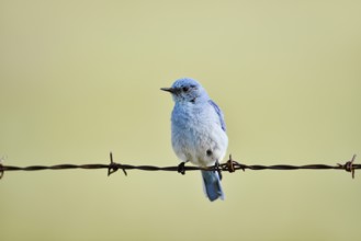 Mountain Bluebird (Sialia currucoides), male sitting on barbed wire fence, Waterton Lakes National