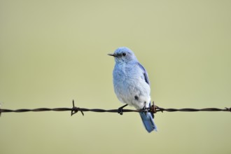 Mountain Bluebird (Sialia currucoides), male sitting on barbed wire fence, Waterton Lakes National