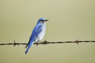 Mountain Bluebird (Sialia currucoides), male sitting on barbed wire fence, Waterton Lakes National