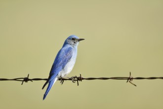 Mountain Bluebird (Sialia currucoides), male sitting on barbed wire fence, Waterton Lakes National