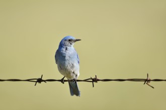 Mountain Bluebird (Sialia currucoides), male sitting on barbed wire fence, Waterton Lakes National
