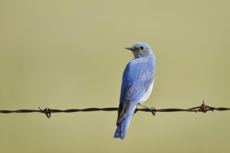 Mountain Bluebird (Sialia currucoides), male sitting on barbed wire fence, Waterton Lakes National