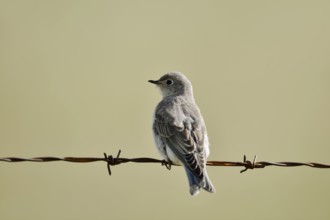 Mountain Bluebird (Sialia currucoides), female sitting on barbed wire fence, Waterton Lakes