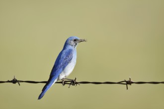 Mountain Bluebird (Sialia currucoides), male sitting on barbed wire fence, Waterton Lakes National
