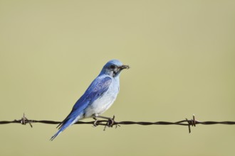 Mountain Bluebird (Sialia currucoides), male sitting on barbed wire fence, Waterton Lakes National