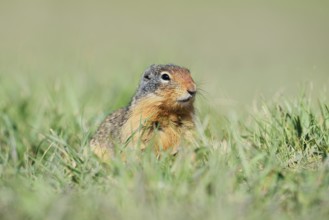 Columbia ground squirrel (Urocitellus columbianus, Spermophilus columbianus) in a meadow, Jasper