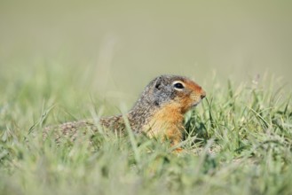 Columbia ground squirrel (Urocitellus columbianus, Spermophilus columbianus), Jasper National Park,