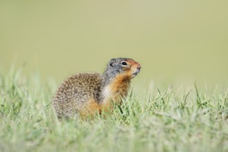 Columbia ground squirrel (Urocitellus columbianus, Spermophilus columbianus), Jasper National Park,