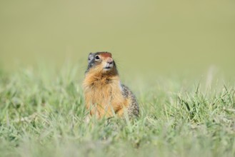 Columbia ground squirrel (Urocitellus columbianus, Spermophilus columbianus), Jasper National Park,