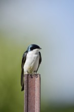 Swamp Swallow (Tachycineta bicolor), Waterton Lakes National Park, Alberta, Canada