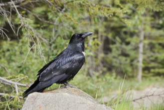 Raven (Corvus corax) sitting on a rock, Banff National Park, Alberta, Canada