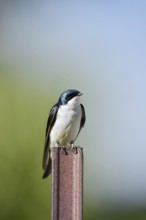Swamp Swallow (Tachycineta bicolor), Waterton Lakes National Park, Alberta, Canada