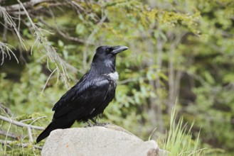 Raven (Corvus corax) sitting on a rock, Banff National Park, Alberta, Canada