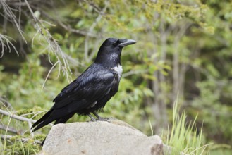 Raven (Corvus corax) sitting on a rock, Banff National Park, Alberta, Canada